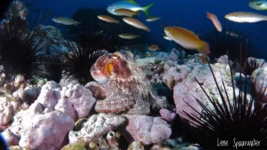 Como identificar peces