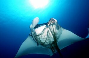 manta-atrapada-red-buceo