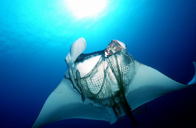 manta-atrapada-red-buceo